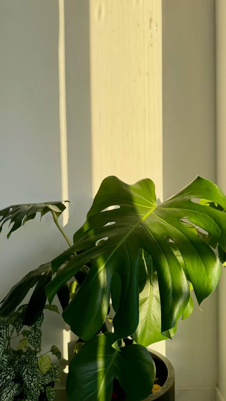 Insumos de Jardinería